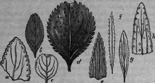 Fig. 220.   Buchu: a, b, Barosma crenulata; c, d, B. betulina; g, h, B. serratifolia; e, f, Empleurum serrulatum; b, c, f, g, natural size.