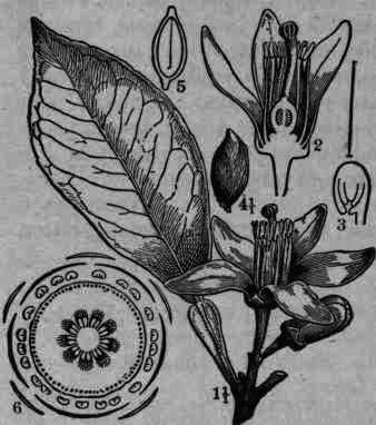 Fig. 223.   Citrus aurantiurn, var. amara: 1, the end of a flowering twig; 2, flower, vertical section; 3, longitudinal section of ovary; 4, seed; 5, longitudinal section of seed; 6, diagram of flower.