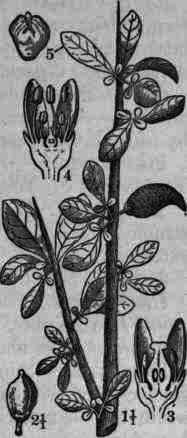 Fig. 230.   Commiphora (Myrrha): 1, fruit bearing twig; 2, ripe fruit; 3 and 4, vertical section of pistillate and staminate flowers respectively; 5, embryo.