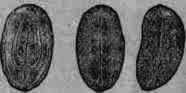 Fig. 235.   Croton Tig lium: lateral and ventral view and longitudinal section of seed.