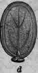 Fig. 240.   a, Ricinus fruit; b, seed; c and d, longitudinal sections.