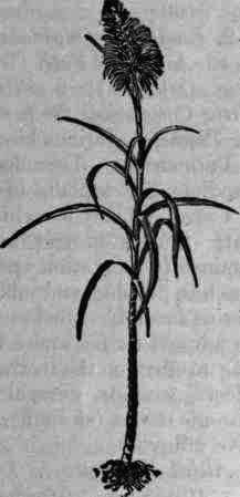 Fig. 25.   Saccharum officinarum.