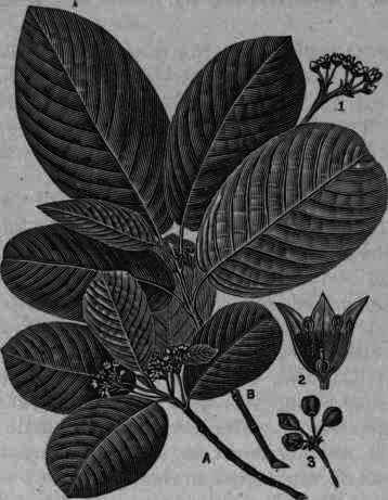 Fig. 252.   Rhamnus Purshiana (Cascara Sagrada): A, B, flowering branches: 1, flower cluster; 2, flower, vertical section, magnified; 3, fruit.