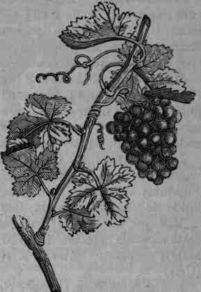 Fig. 254.   Vitis vinifera: in fruit.