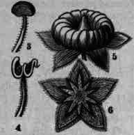 Fig. 256.   Althoea officinalis: 1, expanded flower; 2, vertical section of flower; 3, stamen; 4, stamen after discharge of pollen; 5, fruit; 6, outside calyx as seen from beneath.
