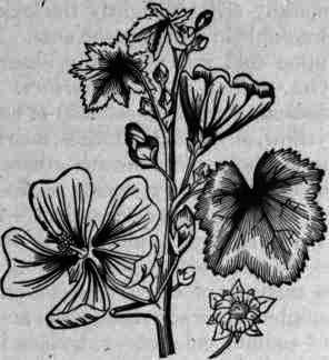 Fig. 258.   Malva sylvestris: showing' flowers, leaves, and fruit.