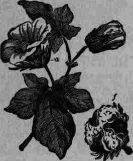 Fig. 259.   Gossypium herbaceum: a, outside calyx;/, fruit.