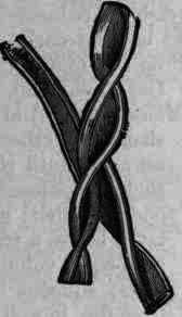 Fig. 260.   Gossypium herbaceum: cotton fibre, magnified 250 diam.