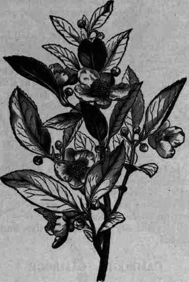 Fig. 263.   Thea sinensis.