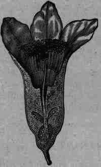 Fig. 269.   Punica Granatum: flower.