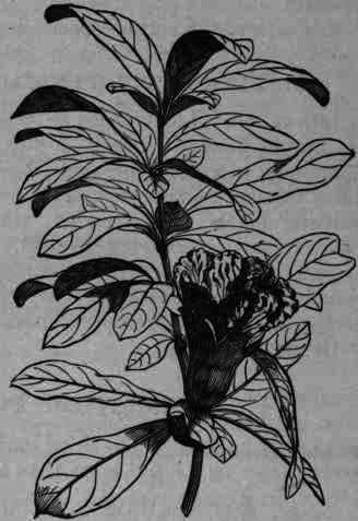 Fig. 270.   Punica Granatum: flowering branch.