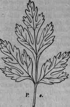 Fig. 280.   Apium (Carum   Petroselinum) graveolens: pinnate leaf.
