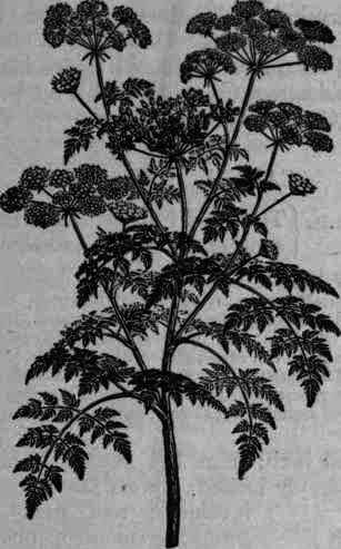Fig. 281.   Conium maculatum.