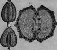 Fig. 285.   Anisum: fruit and longitudinal section magnified 3 diam.; transverse section magnified 8 diam.