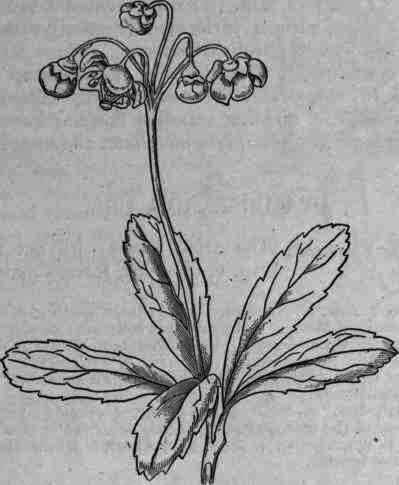 Fig. 298.   Chimaphila umbellata: upper part of flowering stem.
