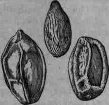 Fig. 30.   Saw Palmetto: fruit and seed.