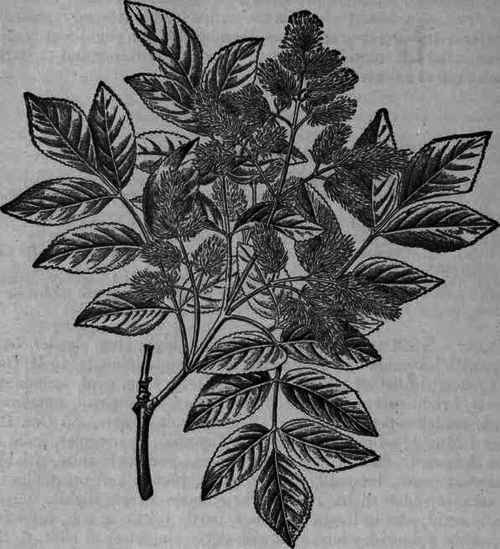 Fig. 305.   Fraxinus Ornus: branch showing leaves and flowers.