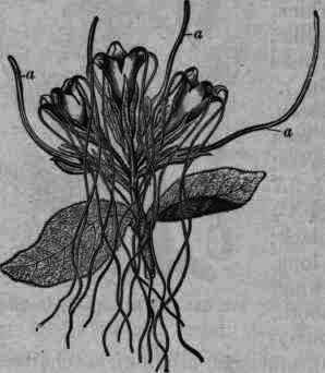 Fig. 316.   Strophanthus KombS: flowering branch; a, a, a, budding branches.