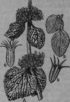 Fig. 328.   A, Marrubium vulgare (Nat.); a, calyx (X 3). B, spurious marrubium