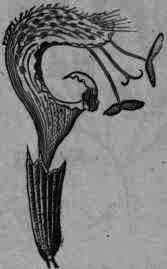 Fig. 332.   Monarda punctata: flower magnified.