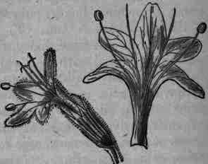 Fig. 334.   Hedeoma pulegioides: flower and corolla magnified.