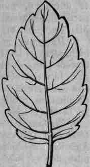 Fig. 336.   Melissa officinalis: leaf.