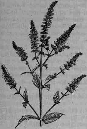 Fig. 337.   Mentha spicata (viridis): flowering tops.