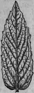 Fig. 338.   Mentha spicata (viridis): leaf, natural size.