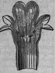 Fig. 342.   Lavender flower and corolla: magnified 4 diam.
