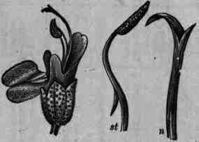 Fig. 344.   Rosmarinus officinalis: st, stamen with anther; n, style with stigma.