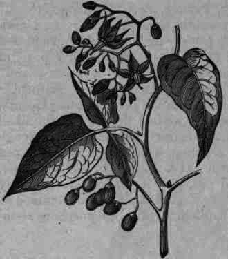 Fig. 349.   Solanum Dulcamara.