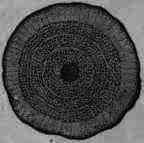 Fig. 351.   Dulcamara: transverse section of a branch magnified 3 diam.