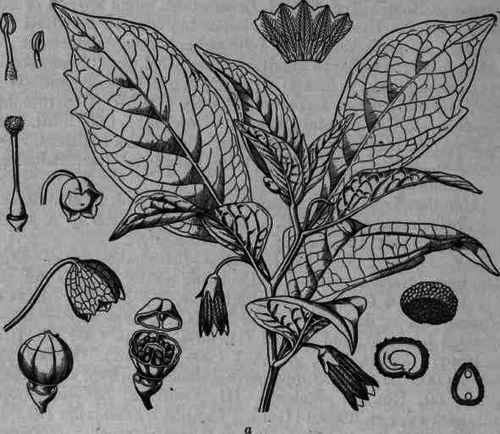 Fig. 355.   Scopola carniolica: a, flowering and fruiting branch (1/4 nat. size); also flower, stamen, anther, pistil, fruit, seed, enlarged.