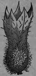 Fig. 357.   Hyoscyamus calyx, containing capsule, natural size.