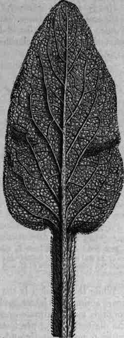 Fig. 365.   Digitalis leaf: under surface.