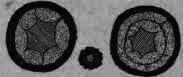 Fig. 368.   Veronica virginica: transverse sections of rhizome and root.