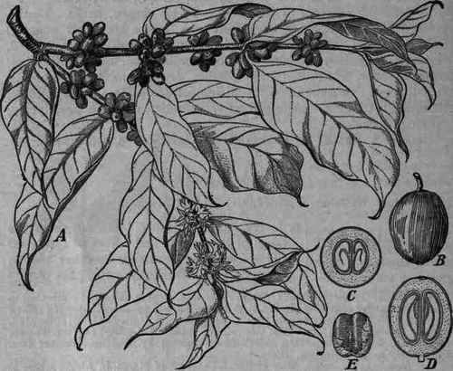 Fig. 371.   Coffea arabica: A, blooming and fruiting twig; B, fruit; C, fruit, cross section; D, fruit, longitudinal section; E, seed still partly enclosed in the parchment like endocarp.