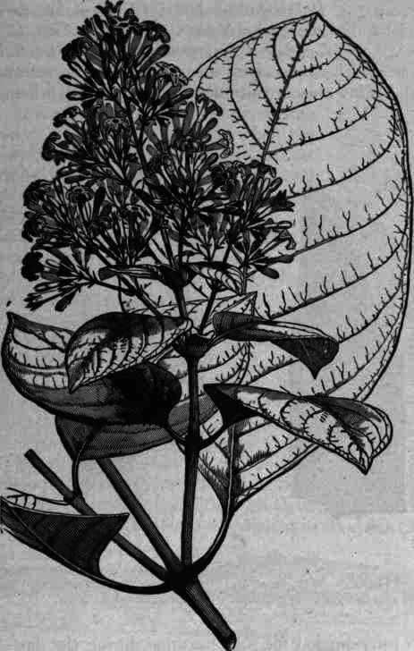 Fig. 377.   Cinchona succirubra.