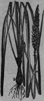 Fig. 38.   Asagraea officinalis: a, fruit bearing stem; b, root, bulb, and leaves.