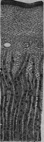 Fig. 380.   Cinchona succirubra: transverse section of bark, magnified 30 diam.