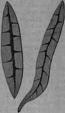 Fig. 384.   Cinchona bast fibres.