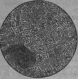 Fig. 387.   Quinine sulphate with KSCy: microscopic granules.