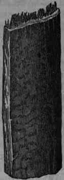 Fig. 393.   Cinchona pubescens bark.