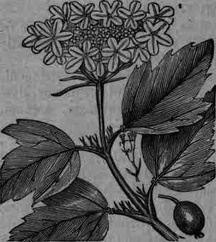 Fig. 396.   Viburnum Opulus.