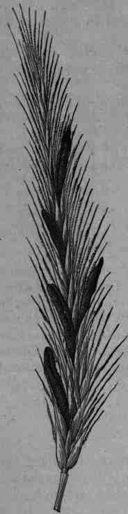 Fig. 4.   Ergotized rye.