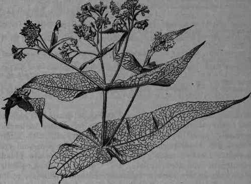 Fig. 415.   Eupatorium perfoliatum: flowering top.