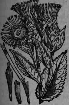 Fig. 416.   Inula Helenium.