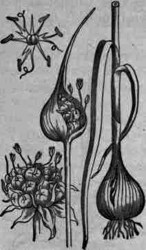Fig. 42.   Allium sativum.