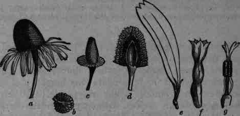 Fig. 422.   Matricaria: a, flower head; b, involucre; c, receptacle and involucre; d, longitudinal section of receptacle, with disk florets; e, ray floret; f, disk floret; g, stamens and style of disk floret.