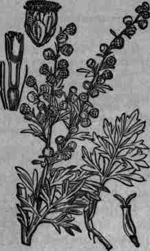 Fig. 427.   Artemisia Absinthium.